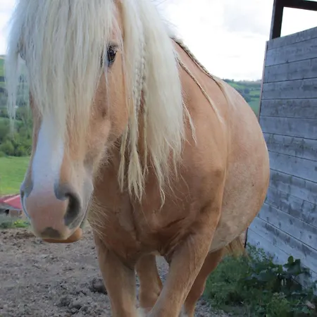 Le Dame Country House, Marche Montegranaro