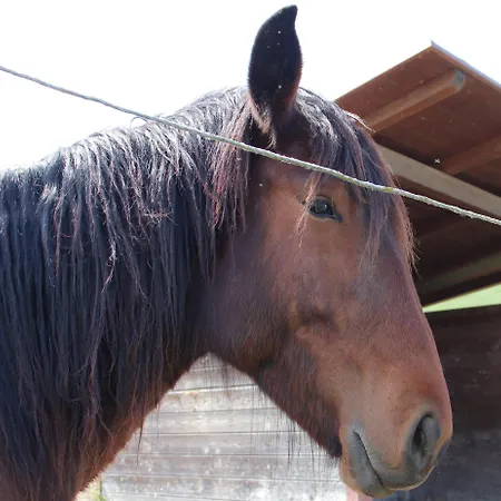 Le Dame Country House, Marche